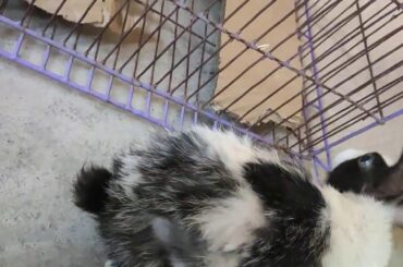 Rabbits playing and eating food. Cute bunny