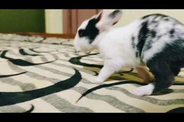 Cute animal (BABY BUNNY)