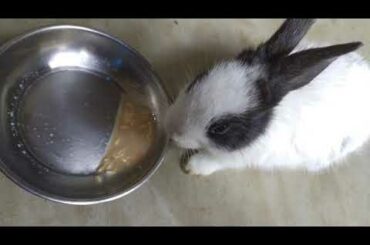 baby rabbit eating tea ☕🐇