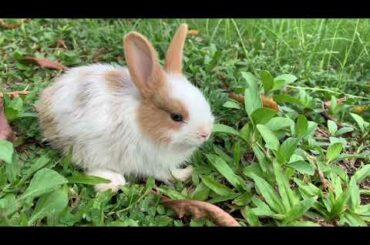 Cute Baby Rabbit playing on the grass with her brother