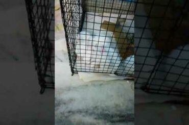 Cute little baby bunnies 😊