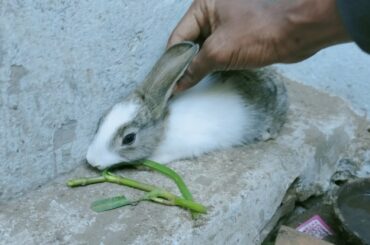 Cute Bunny Rabbit reaction for hand massage 😂😂😂