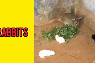 Baby Rabbits