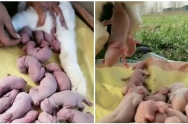 🐰Rabbit Gives Birth To Cute White Babies | Baby Bunnies So Cute😍😍 - Compilation Videos ❤️❤️❤️