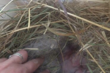 Newborn Mini Lop Bunny Rabbit Babies 2 Days Old - Magpies and Points - How many Babies!?