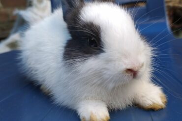 cute baby rabbit washing her face 🐇
