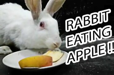 Rabbit eating apple ASMR !!!
