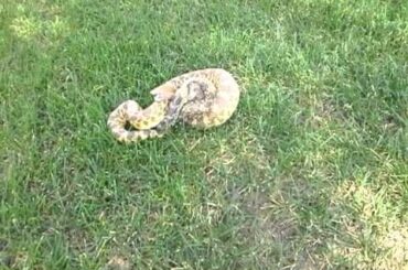 Snake squishes and eats baby bunny