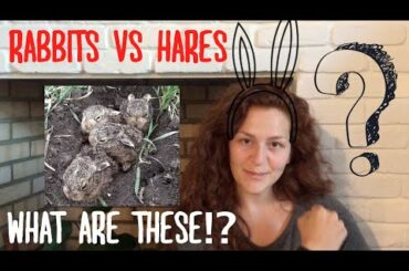 What are These?!? The Difference Between Rabbits (Bunnies) and Hares