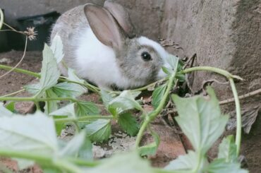 Amazing Cute Bunny Rabbit