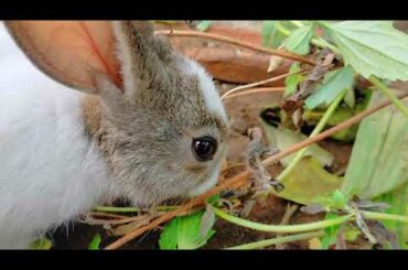 cute Bunny closeup