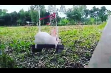 my cute baby rabbit ❤ খরগোশ ছানা ❤