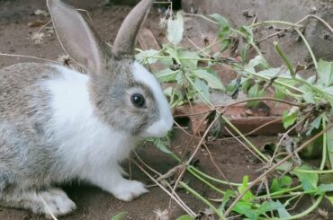 Beautiful Bunny Rabbit