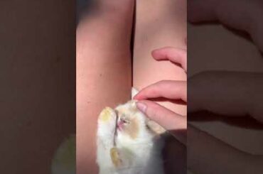 Super cute baby Holland Lop bunny!