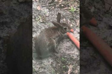 Baby Bunny Eating Dinner
