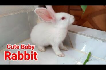 Funny Baby Bunny Rabbit Videos Compilation - Cute Rabbits | Animal World