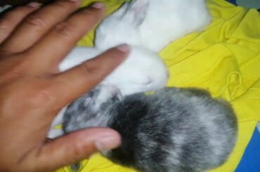 14th day of cute rabbit kits