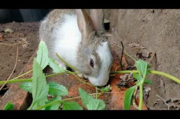 Cute Bunny Rabbit eating