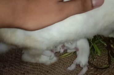 Feeding little baby rabbits