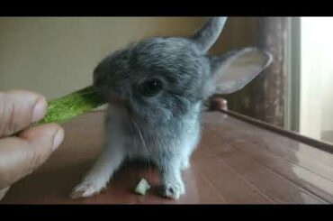 Cute baby rabbits eating cucumber - asmr