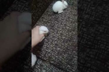 Small baby rabbits. Cute video ☺😊