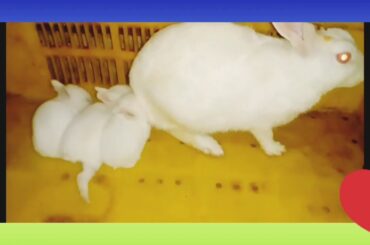Cute rabbits feeding
