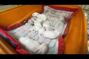 6 8 days old baby bunnies starting to open their eyes