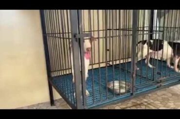 Doggos Family