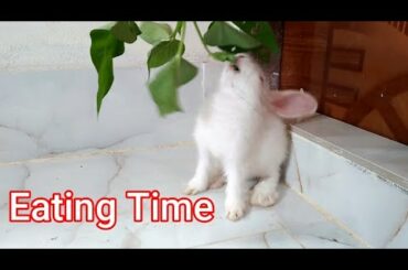 Funny and Cute Baby Bunny Rabbit Videos - Animal World