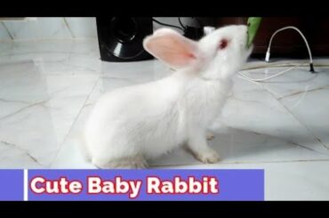 Cute Baby Bunny Rabbit Videos । Baby Animal Video Compilation । Animal world