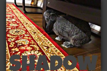 My Cute Bunny Shadow