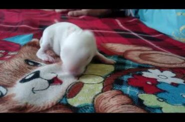 Cute rabbit baby