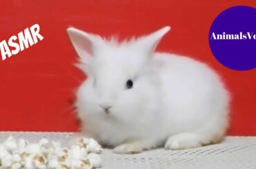 ASMR Rabbit Eating Popcorn || AnimalsVoice