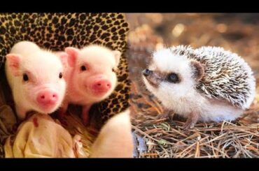 Cute baby animals Videos Compilation Cute moment of the animals - Cutest Animals On Earth #15
