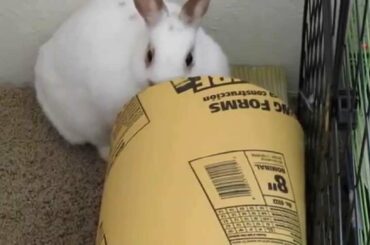 Guilty Rabbit