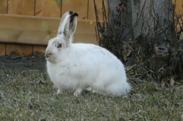 Cute baby Rabbits- playing