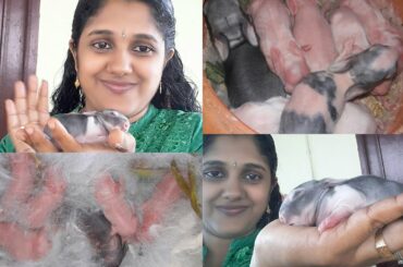 5 Days Old Bunny|Rabbit|മുയൽ കുഞ്ഞുങ്ങളെ കാണാം|Rabbit Baby|New Born Bunny Rabbit||