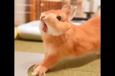 OMG So Cute Rabbit 😍😍 ♥  Best Rabbit Video