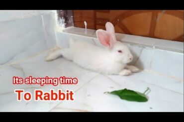 sleeping Bunny Rabbit । Funny and Cute Baby Bunny Rabbit । Animals world
