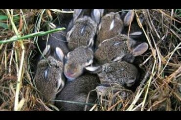 Baby bunny rabbit Tips , Tricks and myths - Pakner Tv