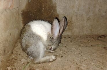 Cute Bunny Rabbit Rain bath Reaction