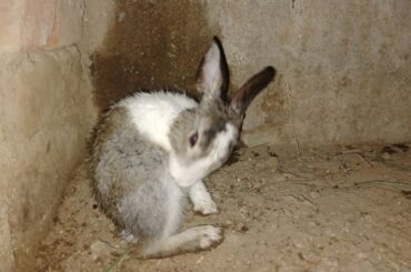 Cute Bunny Rabbit reaction after Rain bath