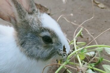 Cute Bunny eating