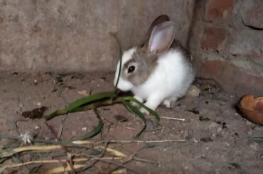 entering to My Cute Bunny House
