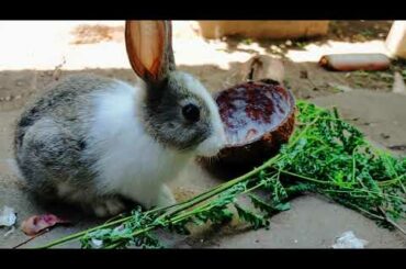 Cute Rabbit eating