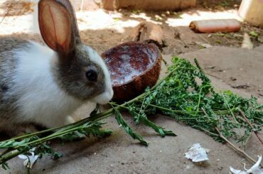 Cute Rabbit eating