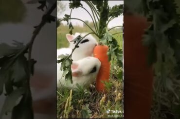 Cute baby rabbits