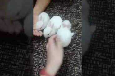 Cute 😊☺ baby rabbits feeding video.#3