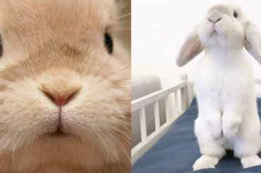 cute baby animals video aww | animals so cute videos compilation | cute moment of the animal 5