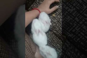 Cute baby rabbits playing video #2
